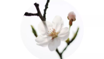 蓝莓小姐姐和樱花小姐姐,两位小姐姐的美丽邂逅