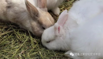 如何养宠物兔,从饮食到环境，打造健康快乐兔生