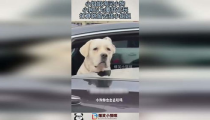 小姐姐帮助小姐姐找狗狗,小姐姐助力小姐姐找回心爱狗狗