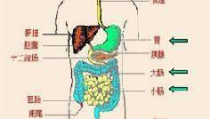 消化系统的组成和功能示意图,结构、功能与疾病护理概览