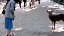 小姐姐喂小姐姐吃东西视频,小姐姐喂小姐姐，温馨瞬间传递友爱之情