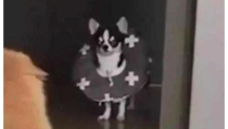 娱乐吃瓜酱狗狗打猫咪,娱乐吃瓜酱现场直播