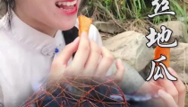 番薯小姐姐,揭秘田园生活的魅力与智慧