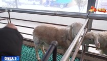 靠仳离话题霸屏收集的黄圣依和杨子犹如要将直播举办毕竟-大S挚友圈签字安心面临死活，91吃瓜网：让你随时控造文娱圈的最新爆料和热闻