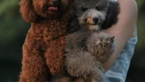 茶杯贵宾犬,迷你宠物的魅力与养护指南