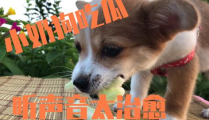 娱乐吃瓜酱送小狗视频下载,萌宠来袭，温馨瞬间尽收眼底